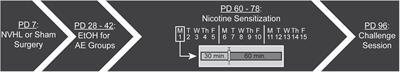 The Impact of Adolescent Alcohol Exposure on Nicotine Behavioral Sensitization in the Adult Male Neonatal Ventral Hippocampal Lesion Rat